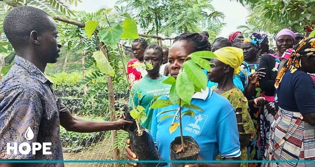 Uganda, Wald, Baumschule Spenden, Hoffnung, Afrika